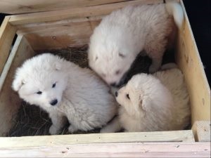Hogyan elválasztott gyerek a kölyök ugrik és harap a kiskutyám (elválasztott) Hogyan elválasztott gyerek a kölyök ugrik és harap a kiskutyám