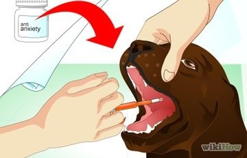 Як відучити собаку тягнути поводок