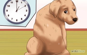 Hogyan elválaszt a kutya húzza a pórázt