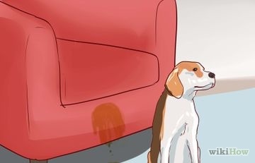 Як відучити собаку тягнути поводок