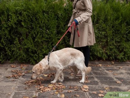 Hogyan elválaszt a kutya húzza a pórázt