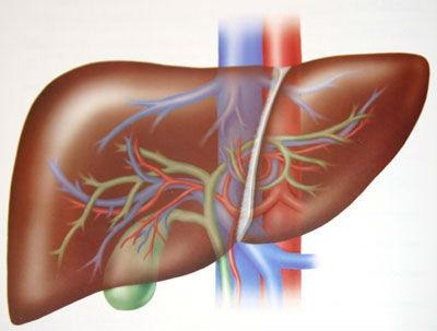 Mi az orvos kezeli a máj, olvassa el a Hepatológiai