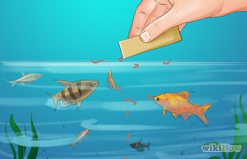 Hogyan újraéleszteni egy aranyhal