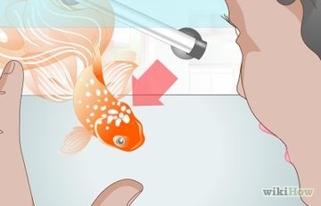 Hogyan újraéleszteni egy aranyhal
