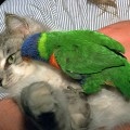 Hogyan kell barátkozni egy macska papagáj