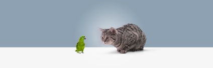 Hogyan kell barátkozni egy macska papagáj - tippeket, hogyan kell a vonat a macskát, hogy a papagáj ugyanabban a házban