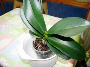Hogyan, hogy a víz az orchidea Phalaenopsis otthon