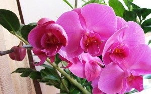 Hogyan, hogy a víz az orchidea Phalaenopsis otthon