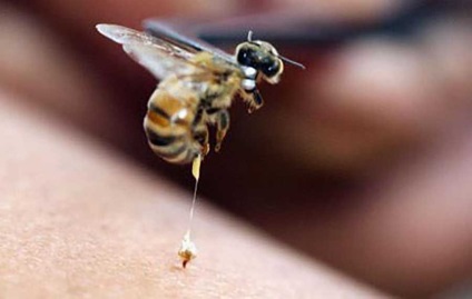 Hogyan juthat méhméreg méhes, méhészeti termékek