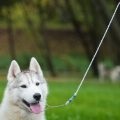 Hogyan fogmosás nélkül fáj a kutya (fog) Hogyan fogmosás nélkül fáj a kutya