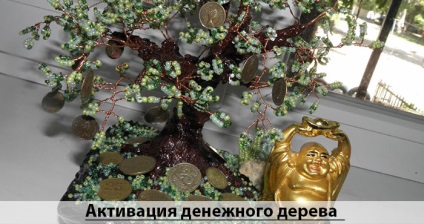 Milyen a növény a pénz fa pénzt (készpénz) Milyen a növény a pénz fa pénzt