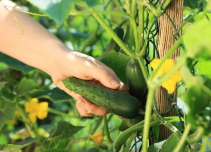Hogyan növény uborka üvegházban legjobb fajták, műtrágya, öntözés