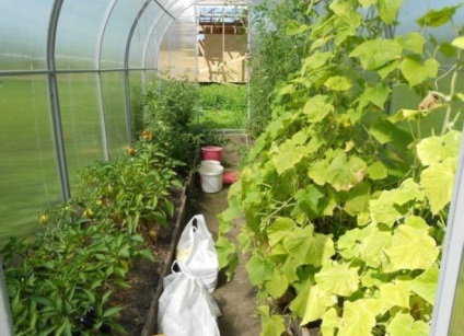 Hogyan növény uborka üvegházban legjobb fajták, műtrágya, öntözés