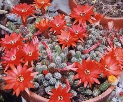 Cactus - az alapokat a gondozás és tenyésztés - beltéri virág (kaktusz) Cactus - az alapokat a gondozás és tenyésztés - beltéri virág
