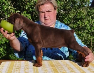 Hogyan kell tanítani a kutyát parancsokat, My Puppy (Kölyök) Hogyan kell tanítani a kutyát parancsokat, a kölyök