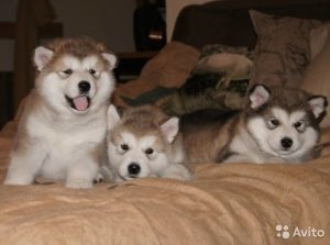 Hogyan kell tanítani a kutyát parancsokat, My Puppy (Kölyök) Hogyan kell tanítani a kutyát parancsokat, a kölyök