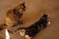 Hogyan lehet nyugodt egy macska a hő - helyszínen macskaszeretőknek Moore-miau
