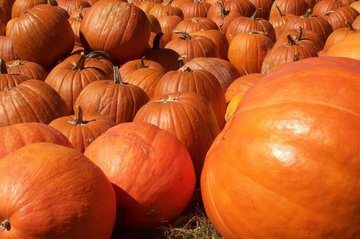 Hogyan növekszik egy óriás tök (nő egy óriás tök) Hogyan növekszik egy óriási tököt