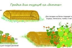 Hogyan növekszik uborka mellett a népszerű film Machinery (uborka) Hogyan növekszik uborka mellett a népszerű film agrotechnika