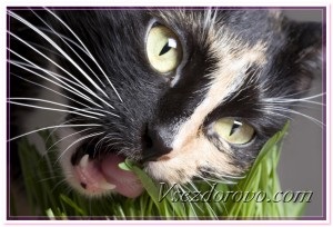 Hogyan növekszik a marihuána otthon a macska & amp; # 127808 & amp; # 128008 miért macskák esznek füvet