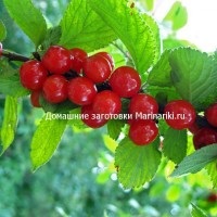 Hogyan befagyasztására menta tea télen (téli) Hogyan befagyasztására menta tea télen