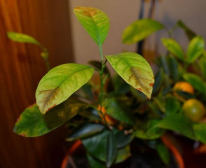 Calamondin vagy tsitrofortunella (home mandarin) - Care otthon (kert: fák és cserjék) Calamondin vagy tsitrofortunella (home mandarin) - Care otthon