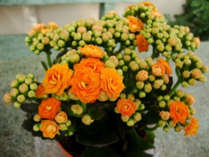 Kalanchoe Calandiva (30 fotó) ellátás az otthoni, kis, mix, gyógyszer tulajdonságait, sokszorosítás (fotó) Kalanchoe Calandiva (30 fotó) az otthoni ápolást az, kicsi, keverjük össze, gyógyszer tulajdonságait, reprodukció,