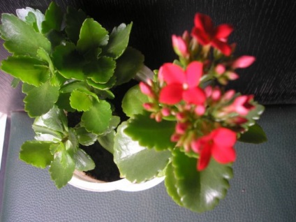 Kalanchoe Calandiva (30 fotó) ellátás az otthoni, kis, mix, gyógyszer tulajdonságait, sokszorosítás (fotó) Kalanchoe Calandiva (30 fotó) az otthoni ápolást az, kicsi, keverjük össze, gyógyszer tulajdonságait, reprodukció,