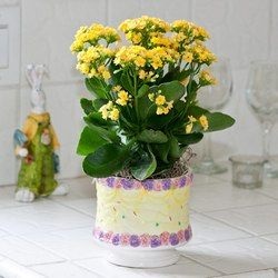 Kalanchoe Calandiva (30 fotó) az otthoni ápolást az, kicsi, keverjük össze, gyógyszer tulajdonságait, reprodukció (Calandiva) Kalanchoe Calandiva (30 fotó) az otthoni ápolást az, kicsi, keverjük össze, gyógyszer tulajdonságait, reprodukció,
