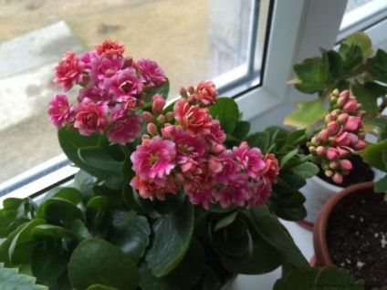 Kalanchoe Calandiva (30 fotó) ellátás az otthoni, kis, mix, gyógyszer tulajdonságait, reprodukció (Kalanchoe) Kalanchoe Calandiva (30 fotó) az otthoni ápolást az, kicsi, keverjük össze, gyógyszer tulajdonságait, reprodukció,