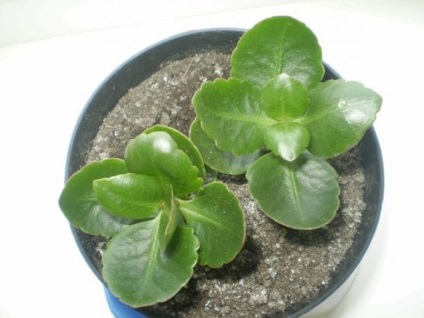 Kalanchoe Calandiva (30 fotó) ellátás az otthoni, kis, mix, gyógyszer tulajdonságait, sokszorosítás (fotó) Kalanchoe Calandiva (30 fotó) az otthoni ápolást az, kicsi, keverjük össze, gyógyszer tulajdonságait, reprodukció,