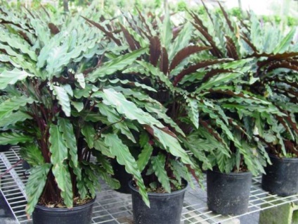 Calathea ápolási otthon