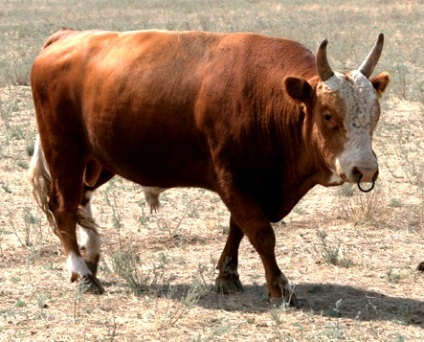 Kalmyk fajta tehén, állatállomány