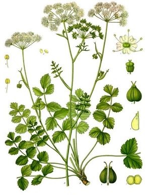 Kőtörőfű - terápiás tulajdonságainak és orvosi használatra (tulajdonságok) Kőtörőfű - terápiás tulajdonságainak és gyógyászati felhasználása
