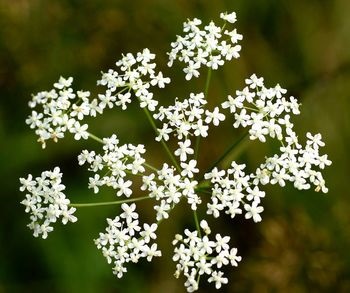 Kőtörőfű - terápiás tulajdonságainak és orvosi használatra (tulajdonságok) Kőtörőfű - terápiás tulajdonságainak és gyógyászati felhasználása