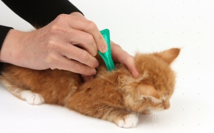 Csepp bolhák macskák rangsor a legjobb eszközök, áttekintésre, használati utasítás