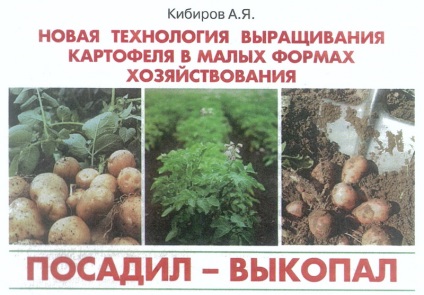 Burgonya - ültetett és ásott (ültetett) Burgonya - ültetni, és ásott