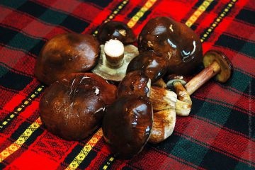 Burgonya gombával - ízletes szezonális ételek reggeli (gomba) Burgonya gombával - ízletes szezonális ételeket kínál reggelire