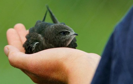 Miért álom egy madár a kezében egy álom lefoglalja az Álomfejtés