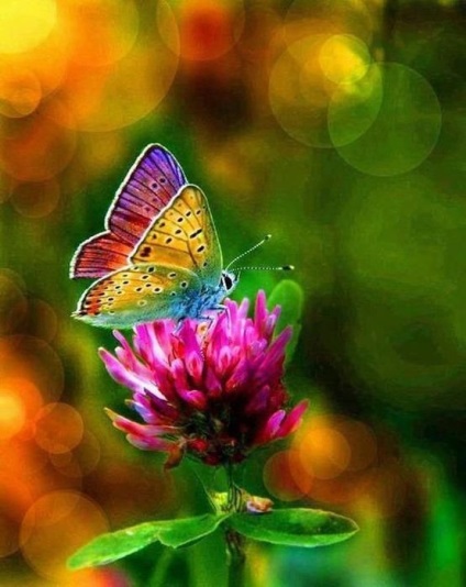 Miért álom egy pillangó színes vagy fehér, este, sok ezek a rovarok