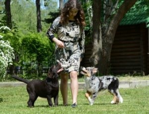 Kennel klub Balta oktatás és képzés kutyák