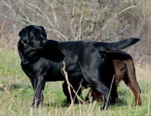 Kennel klub Balta oktatás és képzés kutyák