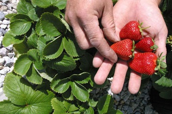 Strawberry bősége, mit kell enni eper júniusban