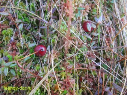 cranberry bog