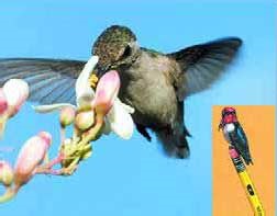 A kolibri nem Isten kis csoda (csoda) Hummingbirds nem kis Isten csodája
