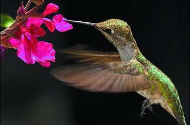 Hummingbirds nem kis csoda Isten (Isten) Hummingbirds nem kis Isten csodája