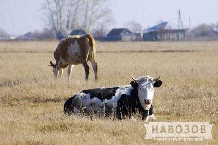 Cow trágyából műtrágya (trágya) Tehéntrágyán trágyaként