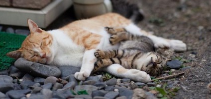 Cat-sziget Japánban - nyávog paradicsom gondjaikkal