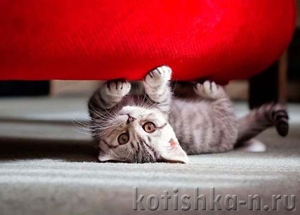 Cat könnyek ki a kanapén, hogyan elválasztott gyerek macska elrontani kárpitozott bútorok