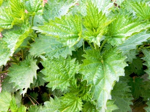 Nettles gyógyítja a betegséget - közgazdaságtan vostruhi (egészségügyi) Nettles gyógyítja a betegséget - közgazdaságtan vostruhi